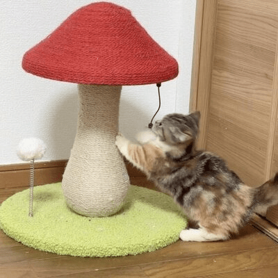 Arbre à Chat - MushroomCatTower™ - Universduchat