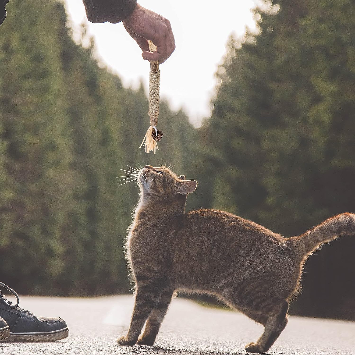 Bâton à mâcher pour chat - PurrStick™ - Universduchat