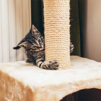 Corde arbre a chat | NaturPlay - Universduchat