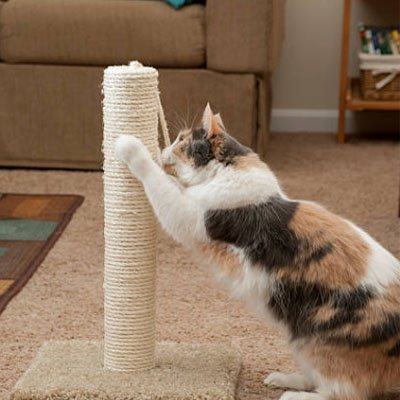 Corde arbre a chat | NaturPlay - Universduchat