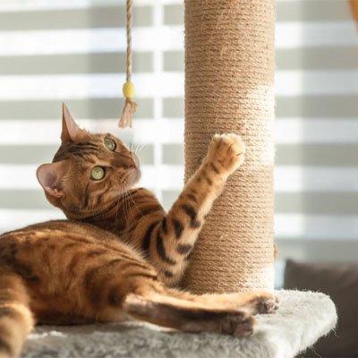 Corde arbre a chat | Robuste - Universduchat