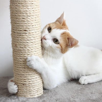 Corde pour arbre Ă  chat | Naturelle - Universduchat