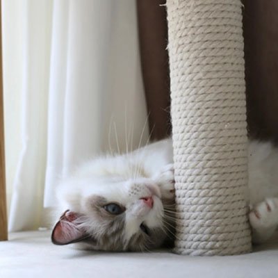 Corde pour arbre à chat | Naturelle - Universduchat