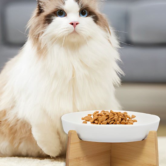Gamelle Anti Glouton Chat | DigestPro - Universduchat