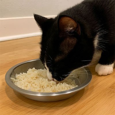 Gamelles chaton | Ergonomiques antidérapantes - Universduchat