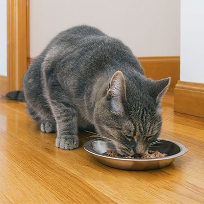 Gamelles chaton | Ergonomiques antidérapantes - Universduchat