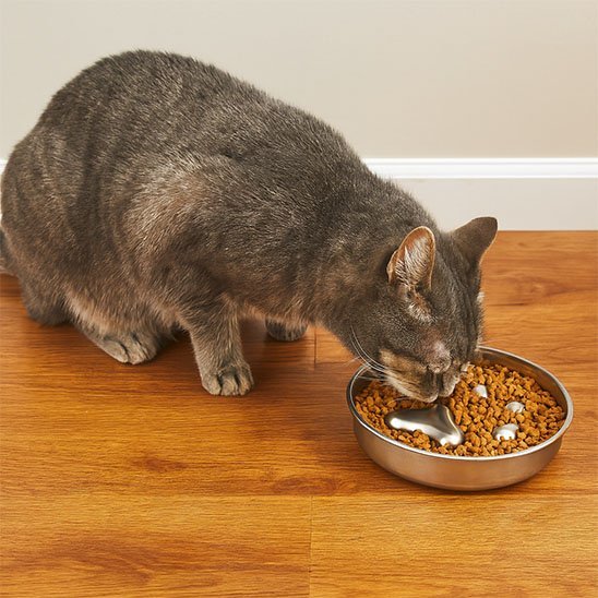 Gamelle anti glouton chat | PetSafe - Universduchat
