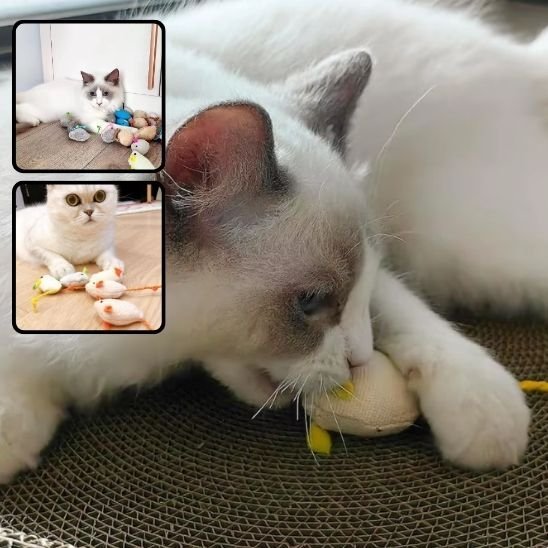 Jouet chat | Instinct Plus - Universduchat
