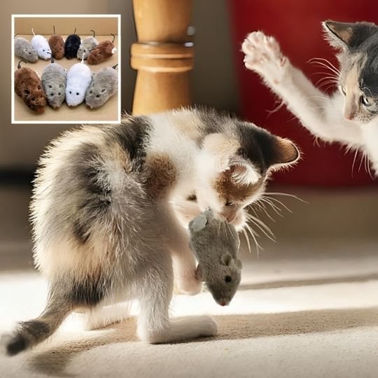Jouet chat interactif | Stimu'Félin - Universduchat