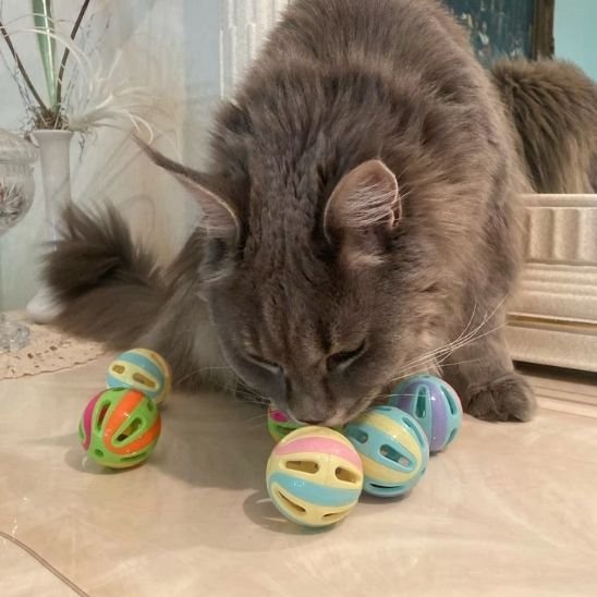 Jouet pour chat | Interactif - Universduchat