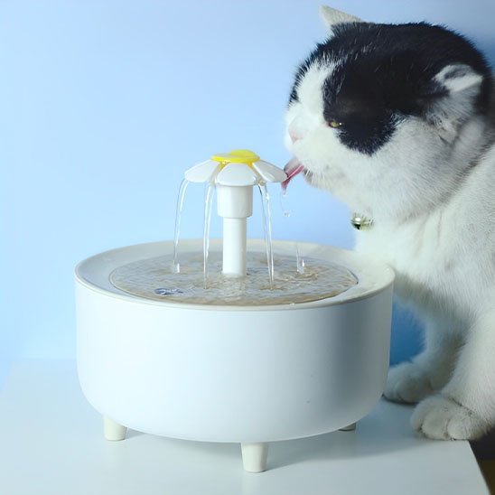 Fontaine Ă eau chat | Florale - Universduchat