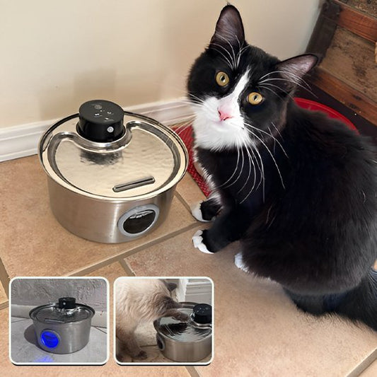 Fontaine a eau chat | Fraßcheur Féline - Universduchat