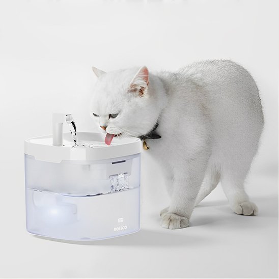 Fontaine Ă eau chat | Florale