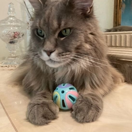 Jouet pour chat | Interactif - Universduchat