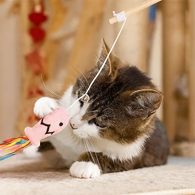 Jouet pour chat canne à pêche ludique - amuser un chat qui s'ennuie