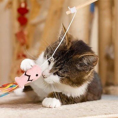 Comment puis-je amuser mon chat qui s'ennuie ? - Universduchat