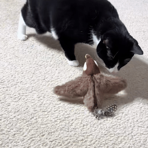 Jouet chat interactif - instinct de chasseur du chat