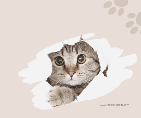 Quels sont les signes d'un chat qui s'ennuie ? - Universduchat