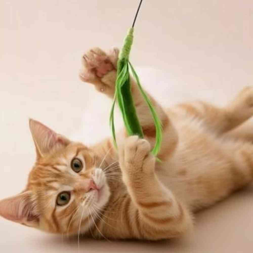 Chat jouant avec une canne à pêche - guide pour choisir le meilleur jouet pour chat