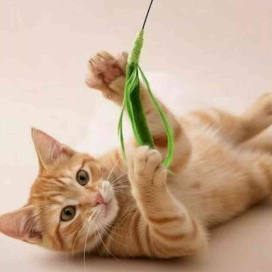 Chat jouant avec une canne à pêche - guide pour choisir le meilleur jouet pour chat