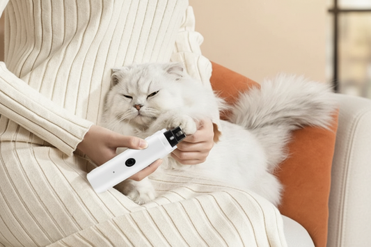 Chat blanc se faisant couper les griffes par sa maîtresse sur un canapé crème