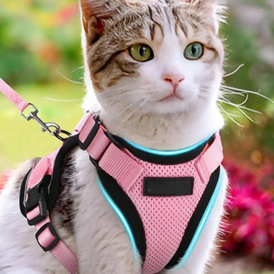Comment mettre un harnais à un chat ?