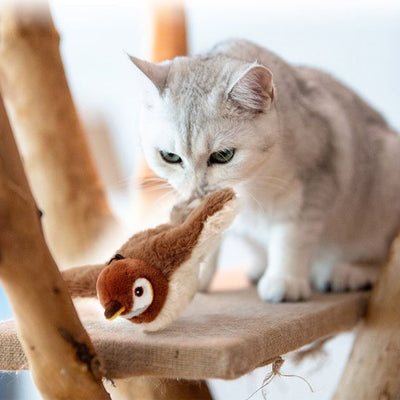 jouets interactif chat