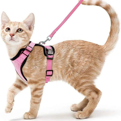 Chat tigré portant un harnais rose avec laisse assortie
