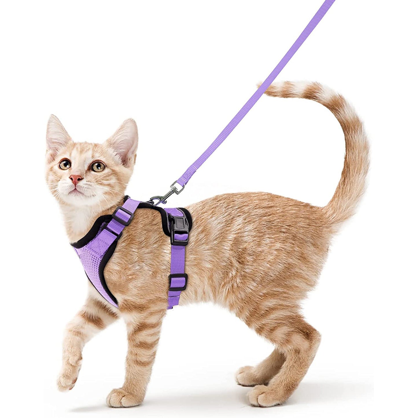 Harnais pour chat en gilet violet et noir avec laisse, sangles réglables