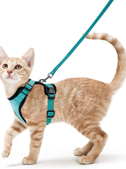Harnais pour chat en gilet turquoise et noir, laisse verte, chat debout