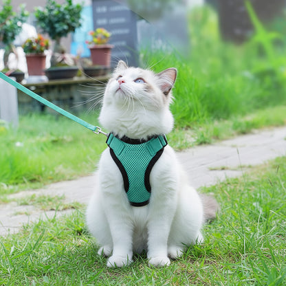 Harnais pour chat en gilet turquoise avec laisse, sur chat blanc allongé dehors