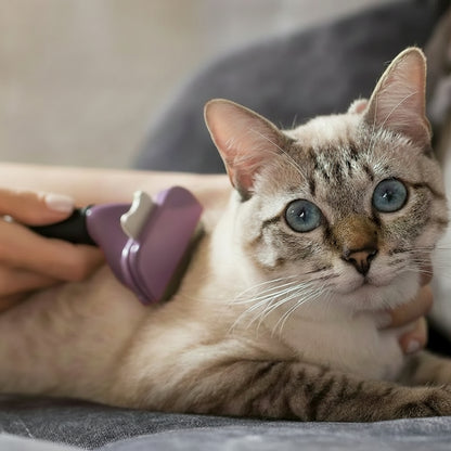 Brosse PurFect violette sur chat tigré : peigne à dents pour le toilettage