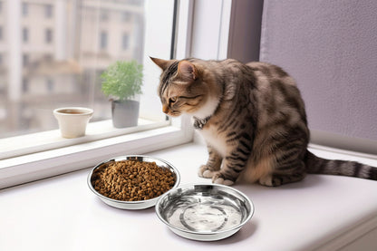 Gamelle inox pour chaton : bols ronds, bord bas anti-vibrations, finition brillante.