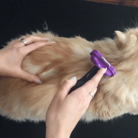 Brosse chat poils courts | PurFect