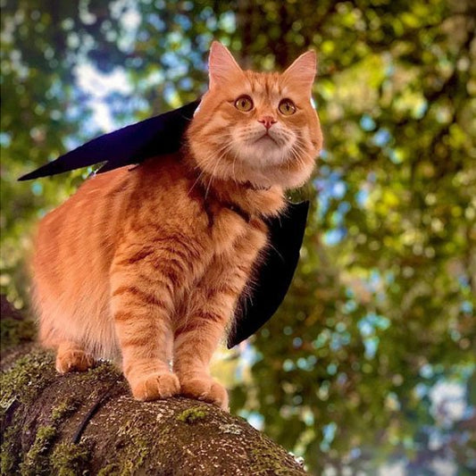 Deguisement pour Chat StarCostume ailes