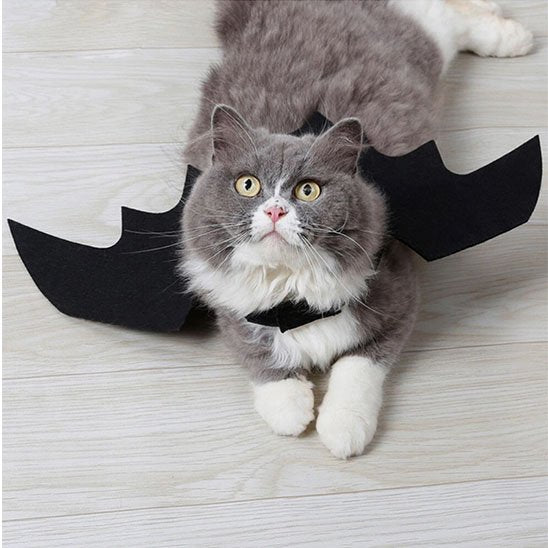 Deguisement pour Chat StarCostume tous type de chat