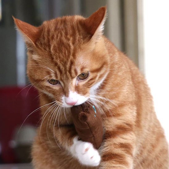 Jouet pour chat dent