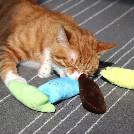 Jouet pour chat | Interactif - Universduchat