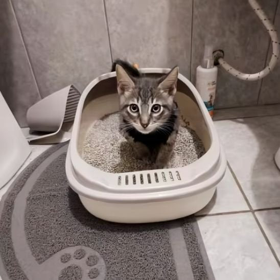 Bac à litière chat TOUS TYPE DE CHAT