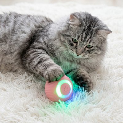 Balle interactive pour chat turquoise lumineuse, jouet près d’un chat gris