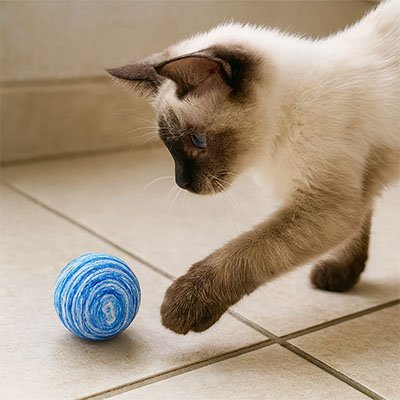Balle pour chat bien être