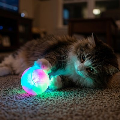 Balle interactive lumineuse pour chat, chat tigré sur tapis, balle colorée LED