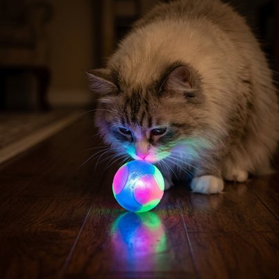 Balle interactive lumineuse pour chat, chat crème, balle colorée LED entre ses pattes