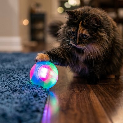 Balle interactive lumineuse pour chat, chat brun au sol, balle colorée LED devant lui
