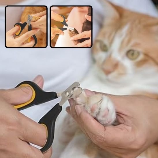 Coupe griffe chat professionnel