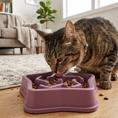 Gamelle anti glouton Chat Base stable et large