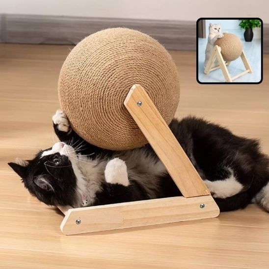 griffoir chat - chaton - Universduchat