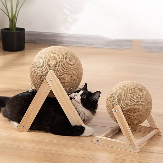 griffoir chat - chaton - Universduchat