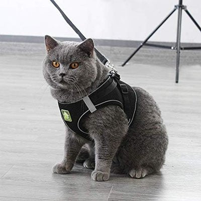 Harnais Chat conception enveloppante sécurisée empêchant le chat de se libérer