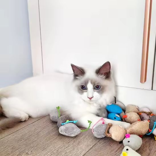 Souris en fausse fourrure pour chat, plusieurs modèles colorés autour du chat